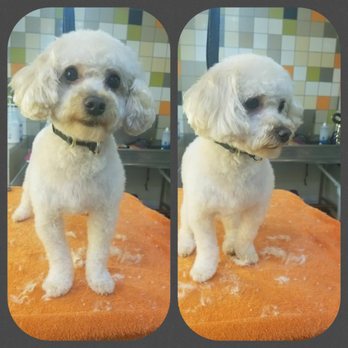 Fresh Wagg Grooming - Pet Groomers Near Me