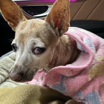 Veterinary Emergency Group - On our way to the doctor, her eye was bulging and looking sideways - Emergency Pet Hospital Near Me - Anaheim, California