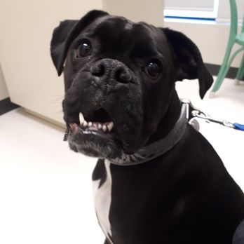 Greenbank Veterinary Services - Veterinarians Near Me - Edmonton, Alberta