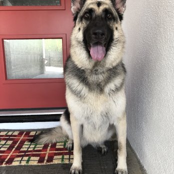 OMGrooming - Lookin so handsome - Pet Groomers Near Me