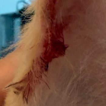 Classy Cuts - Post grooming - Pet Groomers Near Me - Merritt Island, Florida