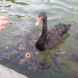 Storico Giardino Garzoni - Cigno nero e carpe affamate