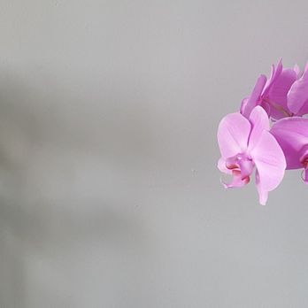Voi Cà Phê - Orchids (7/5/22) - Coffee & Tea Near Me - Seattle, Washington
