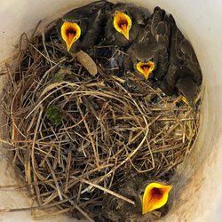 Myers Pest Control - Starling baby birds