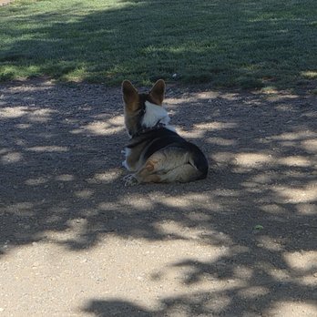 Link Piazzo Dog Park - Dog Parks Near Me - Reno, Nevada Link Piazzo Dog Park - Dog Parks Near Me - Reno, Nevada