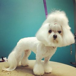 Lovable Pets