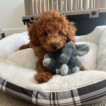 Glamorous Puppies - Pet Breeders Near Me - Miami, Florida