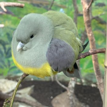 San Antonio Zoo - Zoos Near Me - San Antonio, Texas