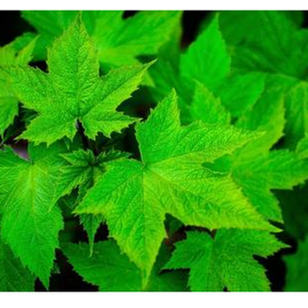 GreenPro Landscaping & Supply - untitled - Tree Services Near Me - Spokane, Washington