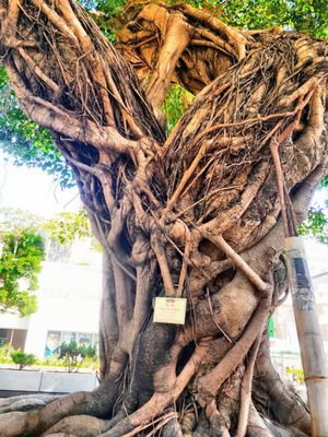 Kowloon Park by null