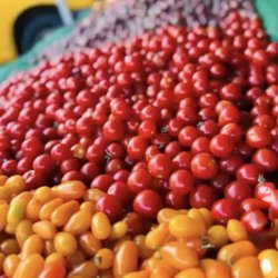 Millbrae Farmers' Market - Tomatoes
