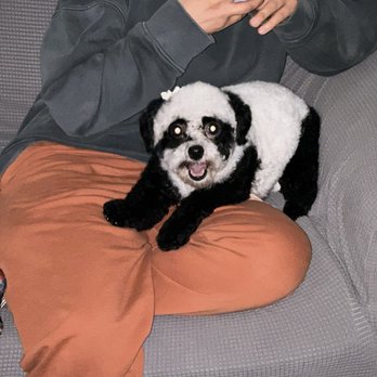 Fur Babes Spa - Pet Groomers Near Me - Riverside, California Fur Babes Spa - Pet Groomers Near Me - Riverside, California