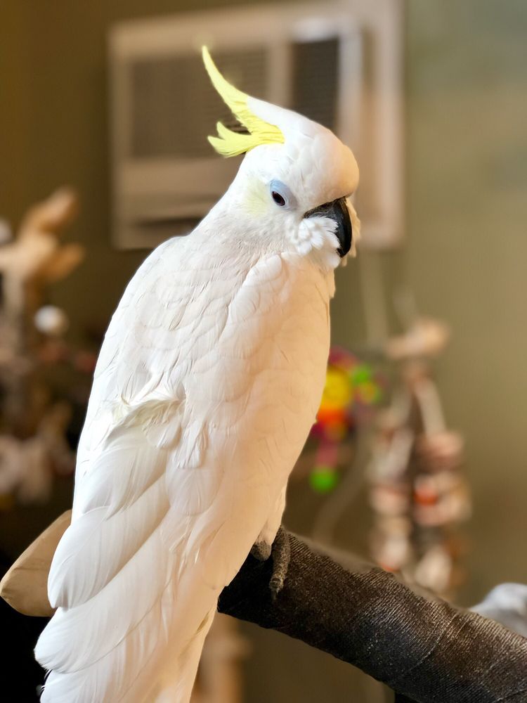 THE PARROT AND BIRD EMPORIUM 117 Photos & 11 Reviews 360 N