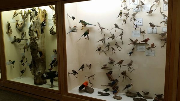 World Museum of Natural History by null