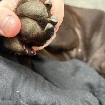 Gentle Touch Pet Salon - My dogs hurt nail - Pet Groomers Near Me - McMinnville, Tennessee Gentle Touch Pet Salon - My dogs hurt nail - Pet Groomers Near Me - McMinnville, Tennessee