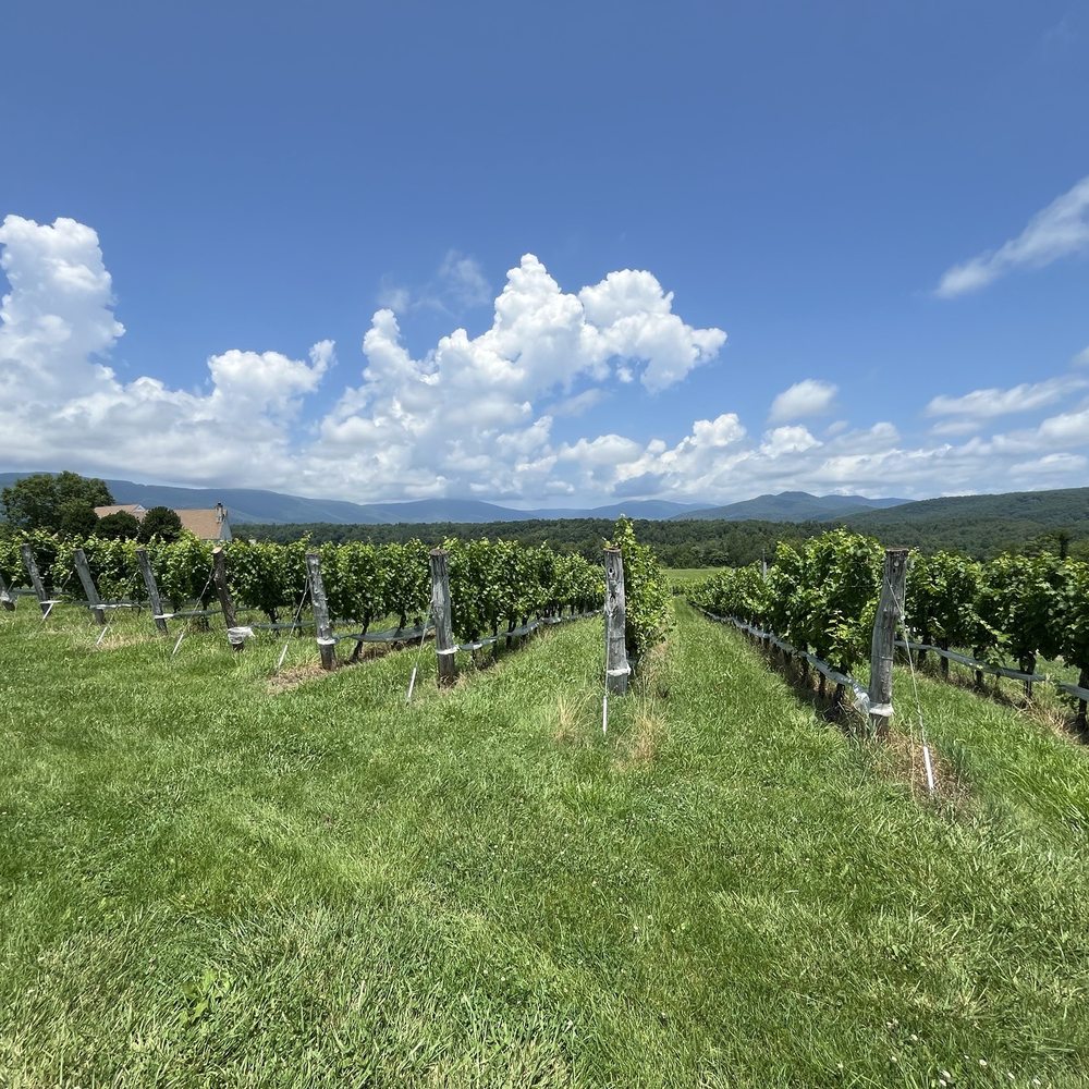 Stinson Vineyards - Wineries Near Me - Crozet, Virginia Stinson Vineyards - Wineries Near Me - Crozet, Virginia