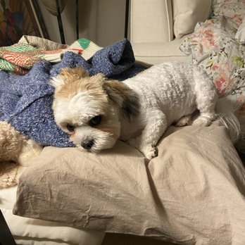 Designer Paws Salon - Upper Arlington - So embarrassed - Pet Groomers Near Me - Columbus, Ohio