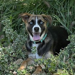 The Dog Sensei - Happy Scrappy