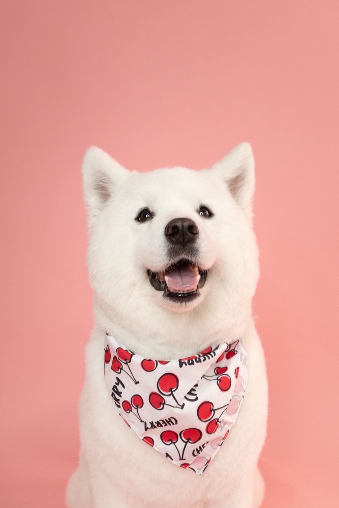 FLUFF AND PUFF DOG WASH Updated August 2024 237 Photos & 205