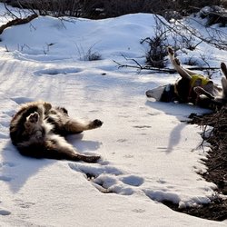 Telluride K9 Adventure School
