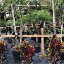 Palm Gardens Nursery