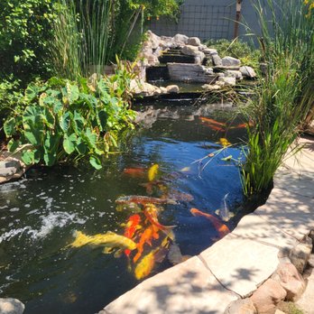 The Backyard Pond - We had a storm roll through the night before but I think the pond looked perfect - Home & Garden Near Me - Peoria, Arizona The Backyard Pond - We had a storm roll through the night before but I think the pond looked perfect - Home & Garden Near Me - Peoria, Arizona