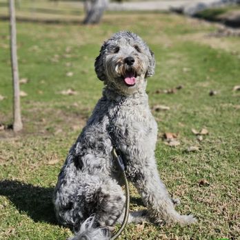 Dogtown K9 Care - River - Pet Training Near Me Dogtown K9 Care - River - Pet Training Near Me