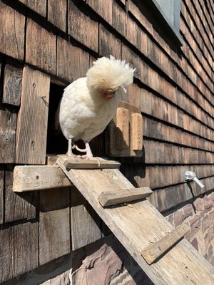 Shelburne Farms by null