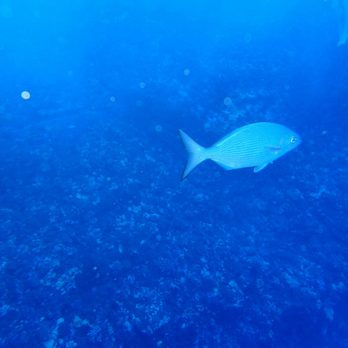 Maui Reef Adventures - Photobomber - Snorkeling Near Me - Ma'alaea, Hawaii Maui Reef Adventures - Photobomber - Snorkeling Near Me - Ma'alaea, Hawaii
