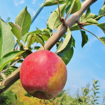 Linvilla Orchards - apples - Farmers Market Near Me - Media, Pennsylvania Linvilla Orchards - apples - Farmers Market Near Me - Media, Pennsylvania