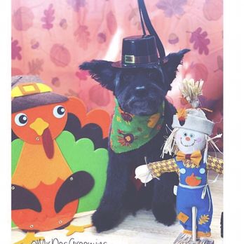 Mr Dog Mobile Grooming - Sammy as a pilgrim for his first cut with Mr. Dog grooming - Pet Groomers Near Me Mr Dog Mobile Grooming - Sammy as a pilgrim for his first cut with Mr. Dog grooming - Pet Groomers Near Me