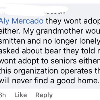 Remember Me Rescue Ny - Pet Adoption Near Me Remember Me Rescue Ny - Pet Adoption Near Me