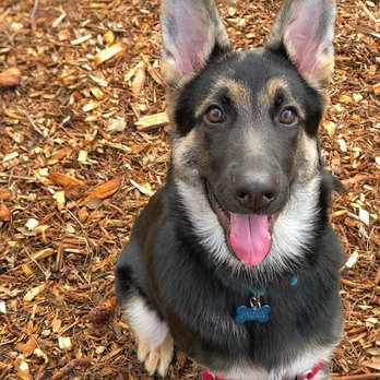Dogfather Dog Institute - Pet Training Near Me Dogfather Dog Institute - Pet Training Near Me