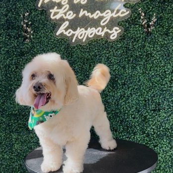 Benny's Pooch Pawler - Pet Groomers Near Me - San Fernando, California