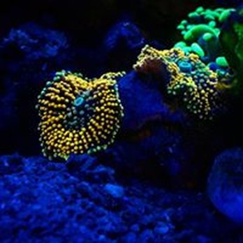 Nahacky's Aquarium - Ricordia - Pet Stores Near Me - Melbourne, Florida