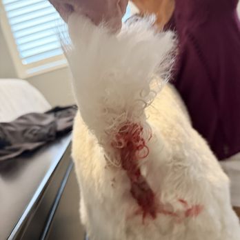 Critter Clippers - Pet Groomers Near Me - Prescott Valley, Arizona
