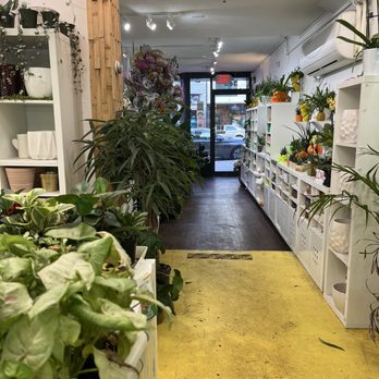 Micro Plant Studio - Flowers & Gifts Near Me - Boston, Massachusetts