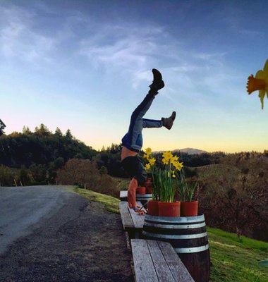 Iron Horse Vineyards by null