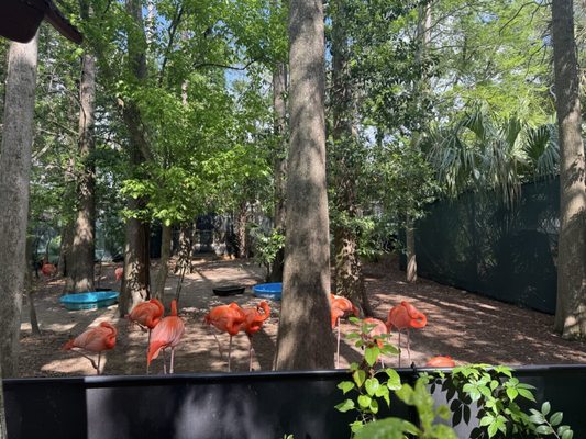 ZooTampa at Lowry Park by null