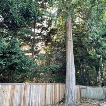 Better View Tree Service - After removal and trimming - Tree Services Near Me
