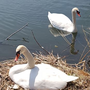 Lakefront Promenade Park - Swans - Stadiums & Arenas Near Me - Mississauga, Ontario Lakefront Promenade Park - Swans - Stadiums & Arenas Near Me - Mississauga, Ontario
