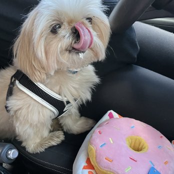 Dunkin' - Rocky approves of his new dog toy and puppychino - Coffee & Tea Near Me - New York, New York