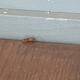 Roaches Roaches