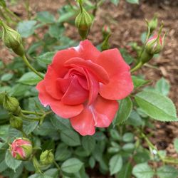 Pawtuckaway Nursery - Rose