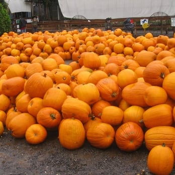 Remlinger Farms - Pumpkin Patches Near Me - Carnation, Washington Remlinger Farms - Pumpkin Patches Near Me - Carnation, Washington