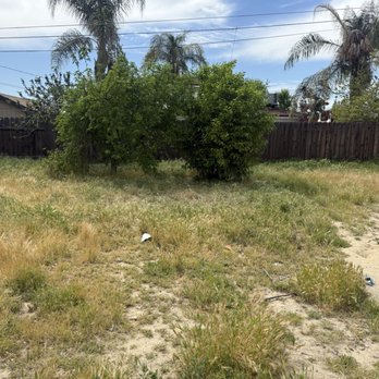 Rogers Tree Service - Before - Tree Services Near Me Rogers Tree Service - Before - Tree Services Near Me