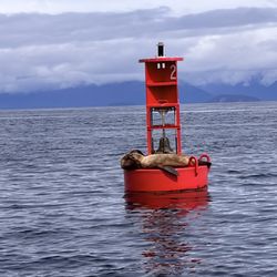 Hoonah Travel Adventures - Sea lions on a buoy