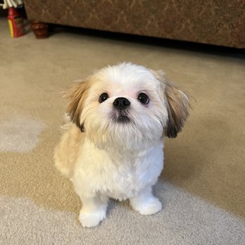 Pet Station - Pet Groomers Near Me - Newcastle, Washington