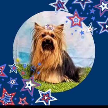Annie's Pet Parlor - Chanel was  groomed by Annie and took photo - Pet Groomers Near Me - Phoenix, Arizona