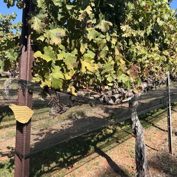 Wolf Mountain Vineyards - Grapevine at Wolf Mountain - Wineries Near Me - Dahlonega, Georgia Wolf Mountain Vineyards - Grapevine at Wolf Mountain - Wineries Near Me - Dahlonega, Georgia
